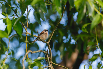 Penduline Tit (Remiz pendulinus).