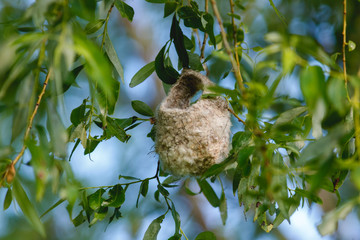 Penduline Tit (Remiz pendulinus).