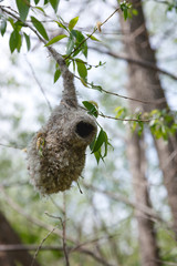 Penduline Tit (Remiz pendulinus).