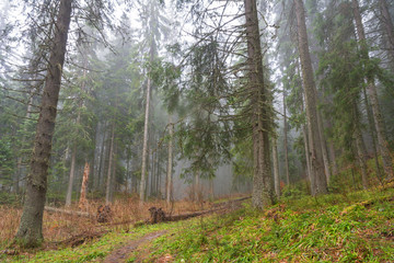 Foggy, spring forest with tall trees in the Ukrainian Carpathian Mountains.