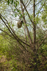 Penduline Tit (Remiz pendulinus).