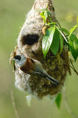 Penduline Tit (Remiz pendulinus).