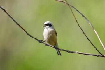 Penduline Tit (Remiz pendulinus).