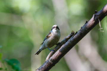 Penduline Tit (Remiz pendulinus).