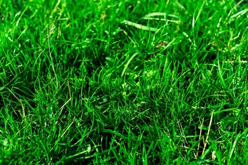 Very green and fresh grass. Symbol of freshness and natural. Brightness and hue colour. Close-up view.
