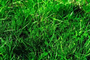 Very green and fresh grass. Symbol of freshness and natural. Brightness and hue colour. Close-up view.