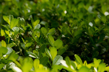 green bush background for text