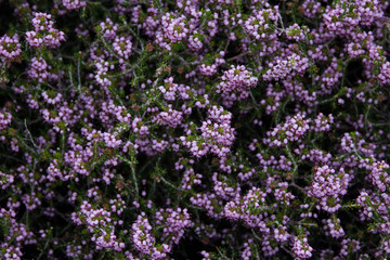 purple zvezdi Bush background