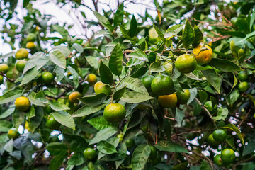 Tangerines ripen on a tree, but still green. Until full maturation remained 1 month.