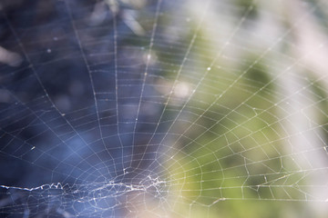 the web nature background for text