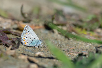 Lycaenidae / Çokgözlü Mavi / / Polyommatus icarus