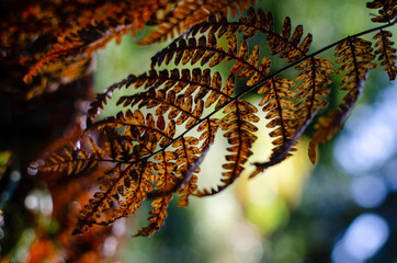 Colorful backlit fern leaves
