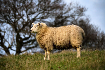 Sheep in a field