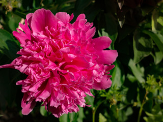 Pink peony bloom among leaves