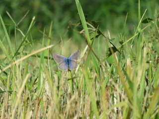 Piccola farfalla