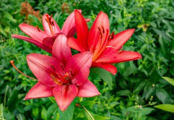 Red lily flowers among leaves at summer day, seasonal blossom