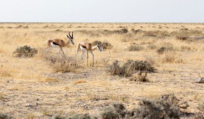 Fototapeta na wymiar Couple of springboks in namibia