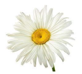 Naklejka premium Świeży rumianek biały na białym tle na białym tle ze ścieżką przycinającą