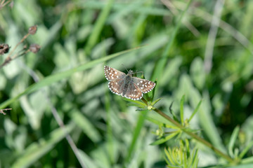 Hesperiidae / Kızıl Zıpzıp / / Spialia orbifer