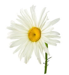 Fototapeta premium Fresh white chamomile isolated on white background with clipping path