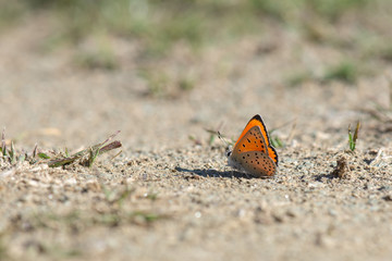 Lycaenidae / Küçük Ateş / / Lycaena thersamon