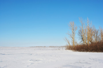 Poplar trees without leaves on the hill on the edge of field covered with snow, winter landscape, bright blue sky 