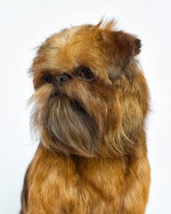 Griffon breed dog looks on a white background