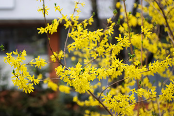 Yellow flowering shrub. Forsythia. Concept of spring, growth and awakening.