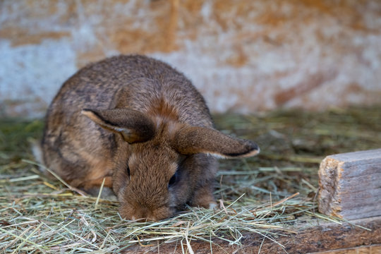 rabbit on a farm