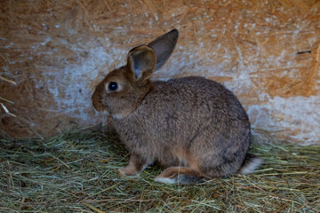 rabbit on a farm