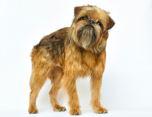 Griffon breed dog looks