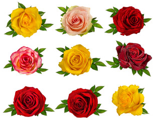 Fresh beautiful roses isolated on white background with clipping path