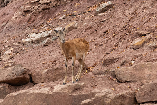 goat in the mountains