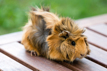 brown Guinea pig on a wooden surface against a green lawn