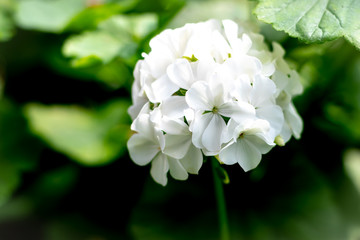 Geraniums flower in the garden.