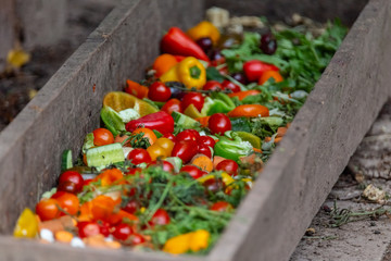 vegetable food for the animals in the forest