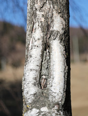 birch tree with the slit in the cortex with the shape like a vag