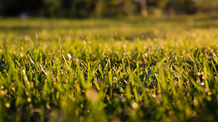 green mown lawn in the rays of the setting summer sun