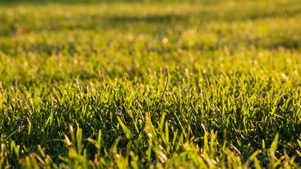green mown lawn in the rays of the setting summer sun