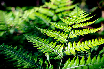 Beautiful ferns green leaves the natural fern in the forest and natural background in sunlight.