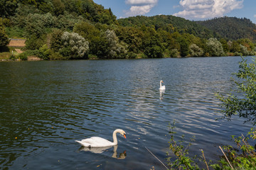 swan on river Neckar © electricmango
