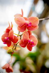 The beautiful branch of orchid in the garden background.