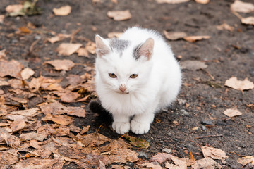 Naklejka na ściany i meble white kitten with a black tail sitting on the dirty ground and leaves
