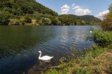swan on river Neckar © electricmango