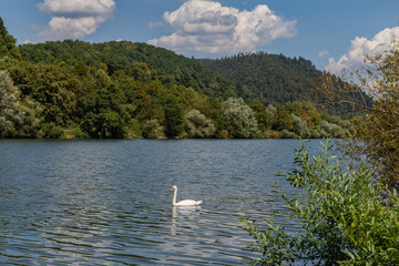 swan on river Neckar © electricmango