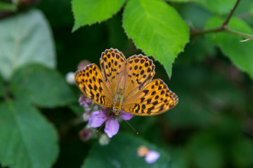 butterfly on green leaves