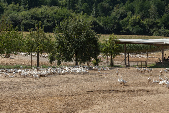 geese on a meadow at a poultry farm