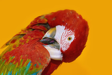 The Macaw Parrot