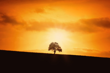 Silhouette of a Tree