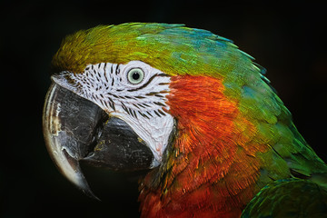 The Macaw Parrot